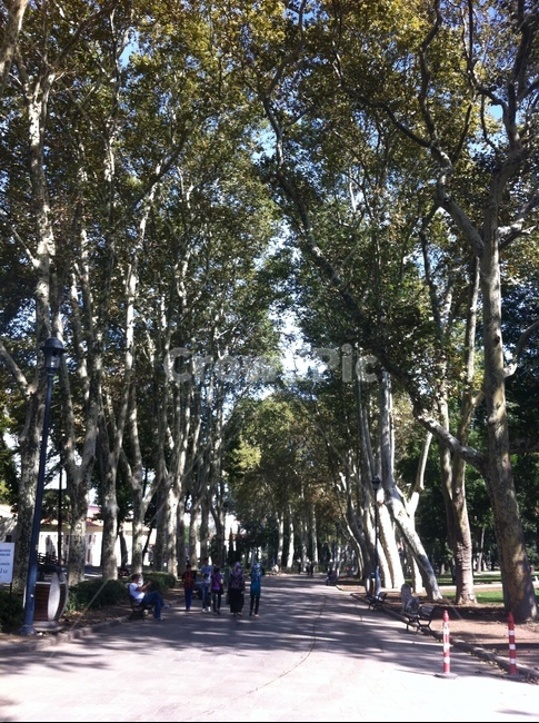 tree,나무,plant,식물,터키,공원,park