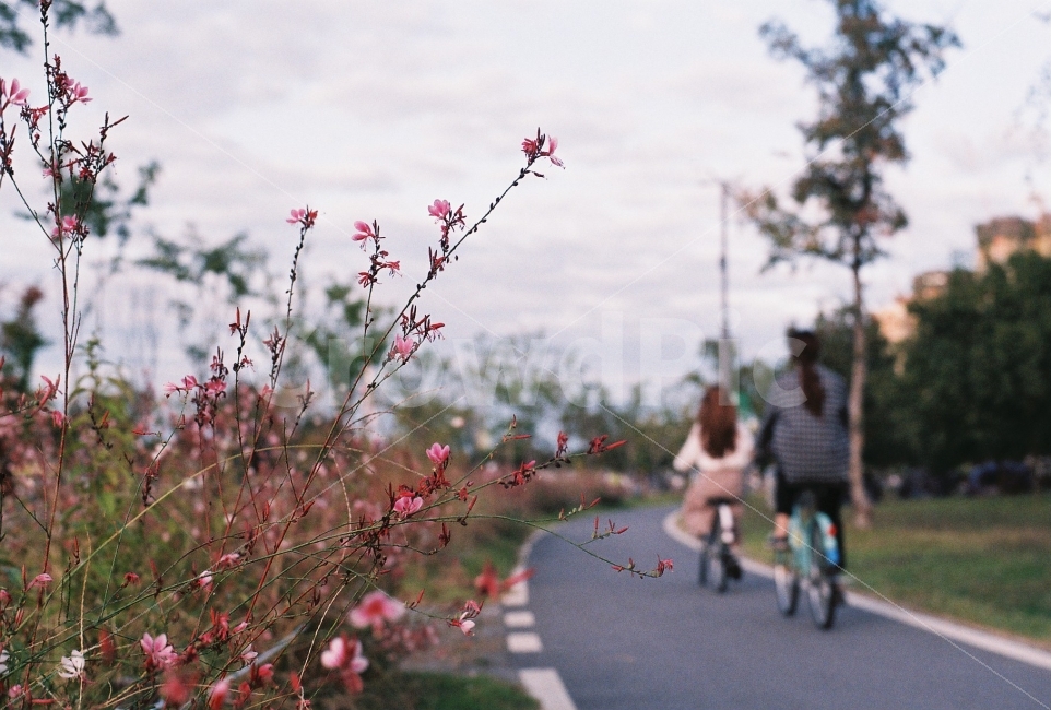 한강,꽃,반포한강공원,자전거,필름,필름사진,미놀타,minolta,river,아그파비스타200,agfavista200,film,filmphotography,식물,자연,plants,nature,꽃,flower,사람,인물,인간,human,person,스포츠,레저,운동,sports,leisure,exercise,건강,헬스웨어,헬스케어,healthware,health care,감성,sensible,feeling