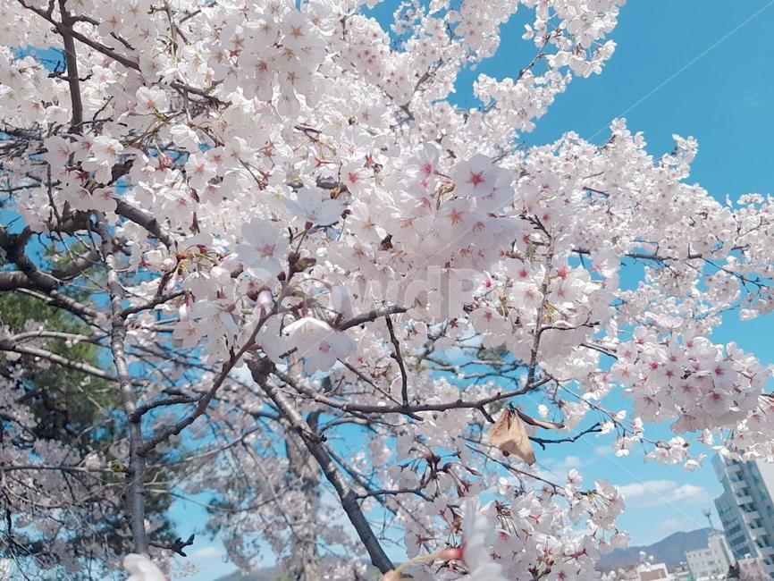 벚꽃,벚꽃나무,꽃,flower,봄,식물,plant,blossom