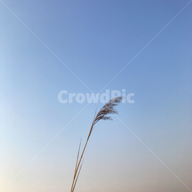 갈대,하늘,가을,쓸쓸함,노을,가을,계절,fall,autumn,season,식물,자연,plants,nature,grass,잔디,plant,lawn,reed