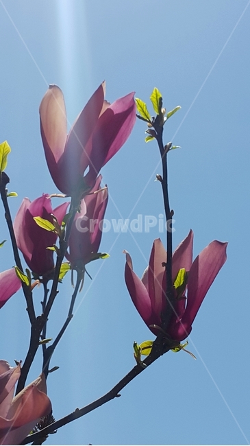 plant,식물,하늘,보라색,싹,꽃,plantlife,vegetation,violet,purple,꽃,flower