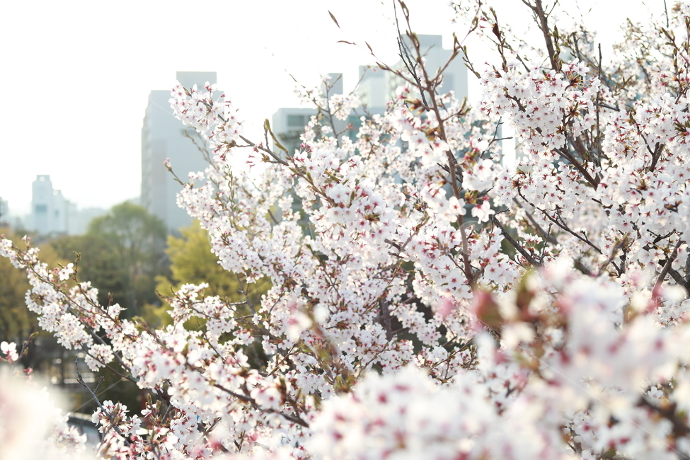 봄,벚꽃,꽃,흰꽃,사쿠라,4월