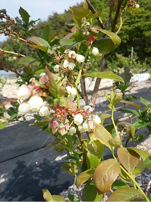 블루베리,꽃,봄,농촌,흰꽃,식물,자연,plants,nature,꽃,flower