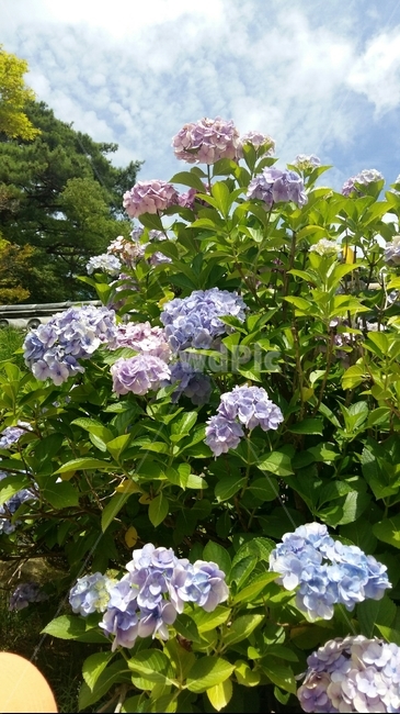 경주,꽃,초록,불국사,수국,사찰,자연,풍경,정원,기와,하늘,구름,낮,오전,아침