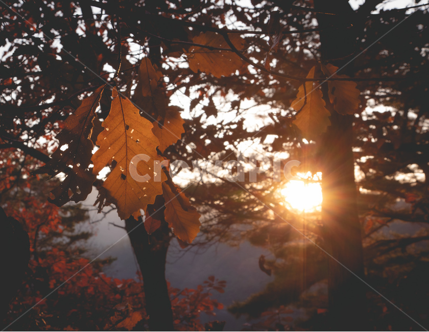 가을,낙엽,노을,감성,빛,식물,flare,나무,tree,light,가을,계절,fall,autumn,season,식물,자연,plants,nature