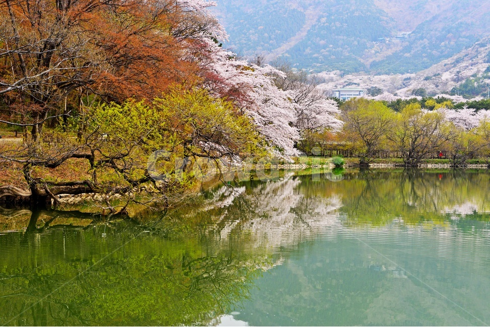 경남,창원,진해,내수면환경생태공원,공원,봄,꽃,봄꽃,벚꽃,반영,저수지,nature,자연,outdoors,옥외,plant,식물,flower,blossom,water,물,자연,풍경,nature,landscape