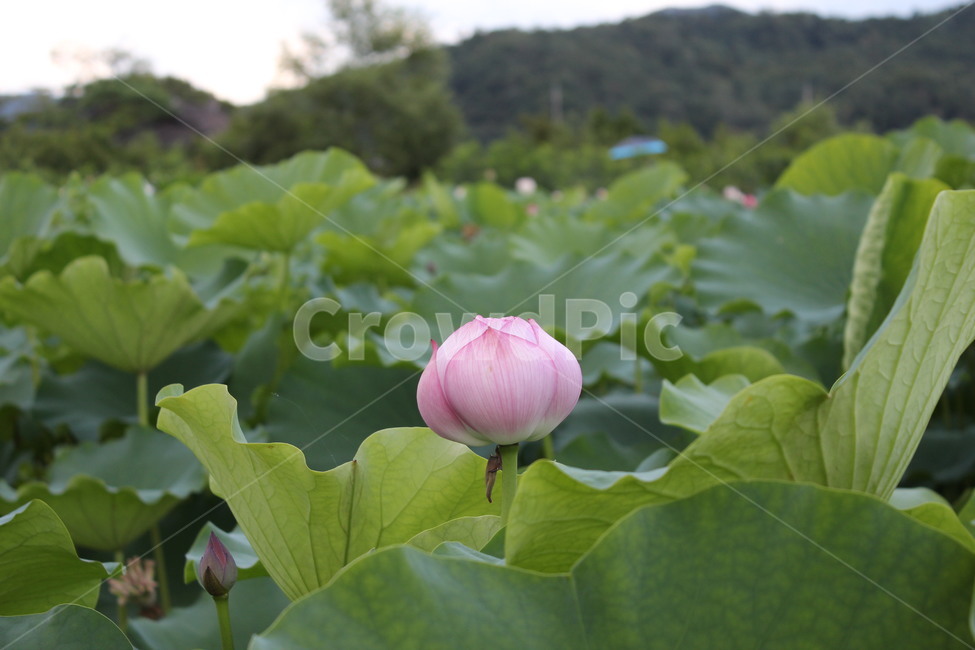 연잎,연꽃,석가탄신일,부처님오신날,꽃망울,꽃봉우리,꽃,분홍,핑크,식물,연,자연,초록,잎,잎사귀,green,lotus,lotusleave,leef,nature,식물,자연,plants,nature,꽃,flower