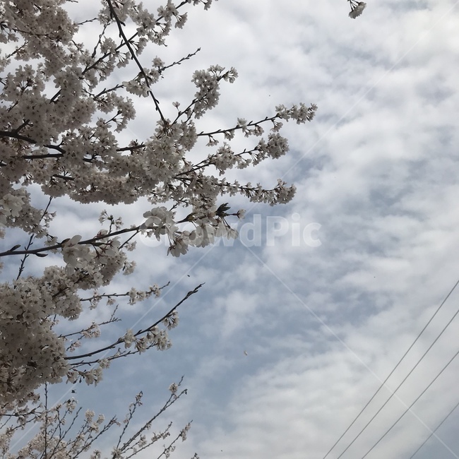 봄,벚꽃,벚꽃나무,나들이,꽃놀이,봄나들이,봄벚꽃,봄나무,예쁜꽃