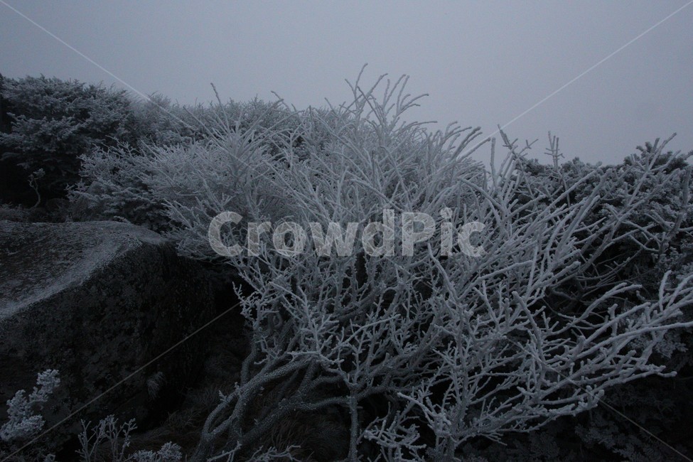 한라산,제주도,산,상고대,자연,숲,겨울,눈,눈꽃,snow