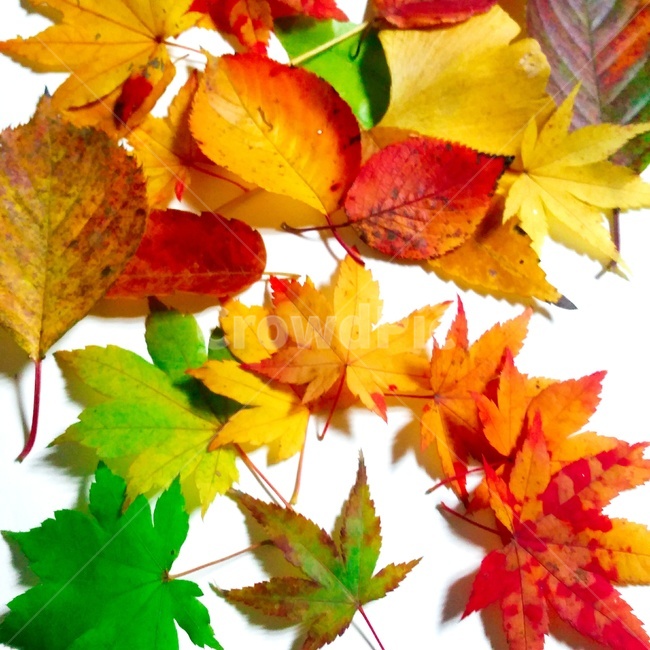 낙엽,가을,단풍,물들다,형형색색,가을,계절,fall,autumn,season,leaf,잎,plant,식물,tree,나무