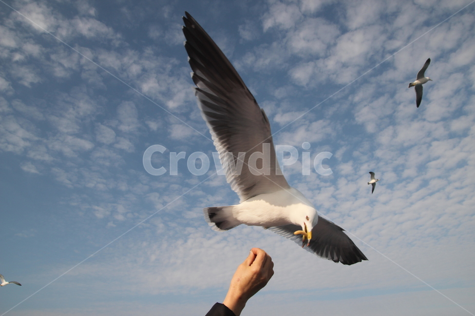 갈매기,동물,새,하늘,구름,조류,새,birds