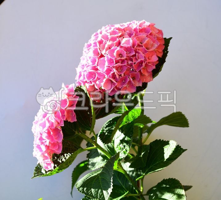 수국,수국꽃,분홍수국,여름꽃,수국정원