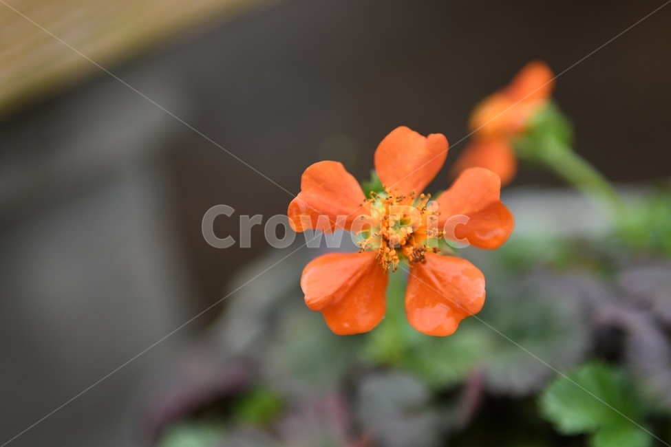 식물,꽃,감성사진,자연,flower,꽃사진,봄,봄꽃,계절,빗방울,비,감성,4월,spring,힐링,자연풍경,풍경,식물,자연,plants,nature,꽃,flower