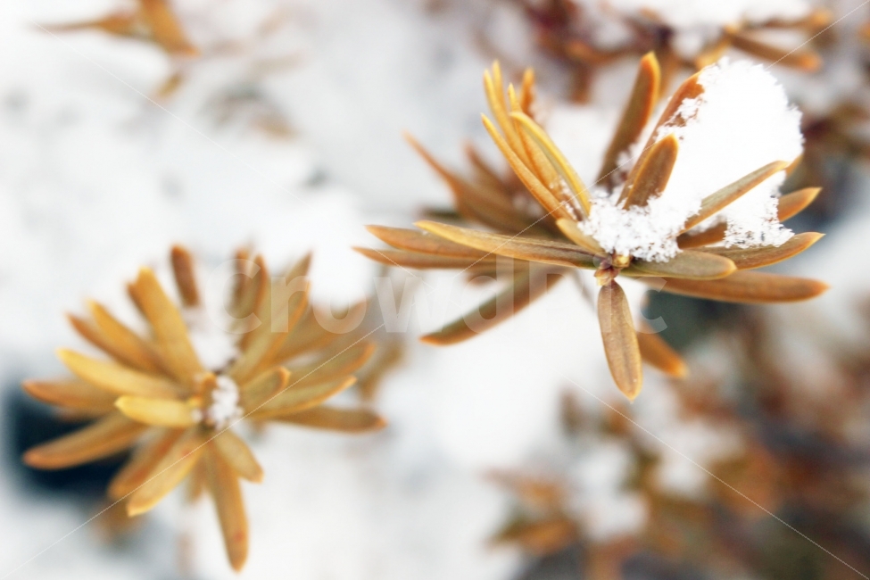눈,설경,하얀,하얀색,전경,눈송이,나무,나뭇가지,잎,식물,자연,plants,nature,겨울,계절,winter,season