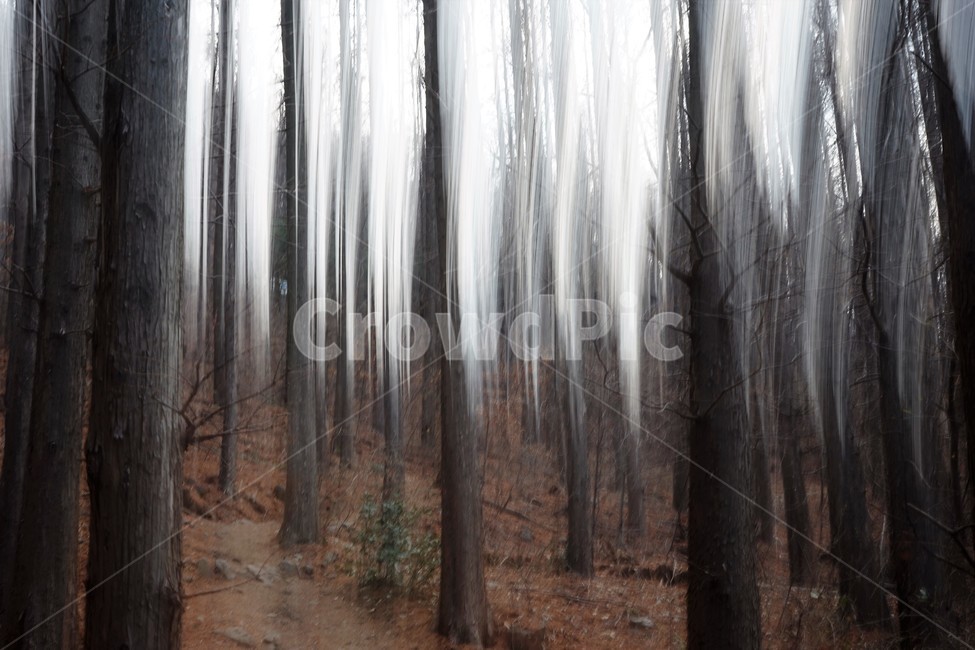 장노출,메타세콰이어숲,나무,자연,환상적,몽환적,배경사진,trees,nature,shutterspeed,longexposure,fantastic,식물,자연,plants,nature,나무,trees,wood
