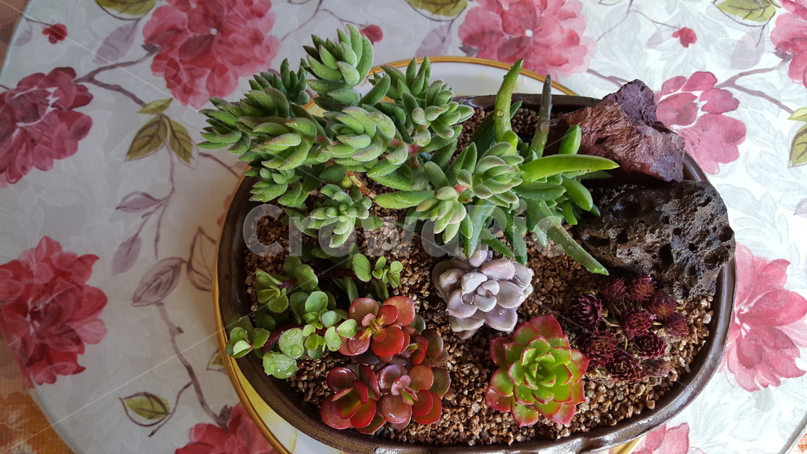 다육식물,다육,화분,미니선인장,식물,식물,자연,plants,nature,실내용화초,화분,화초,house plant