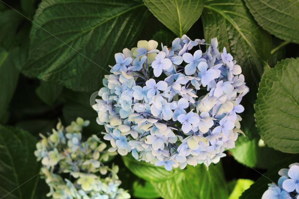 수국,blossom,꽃,식물,flower,plant,잎
