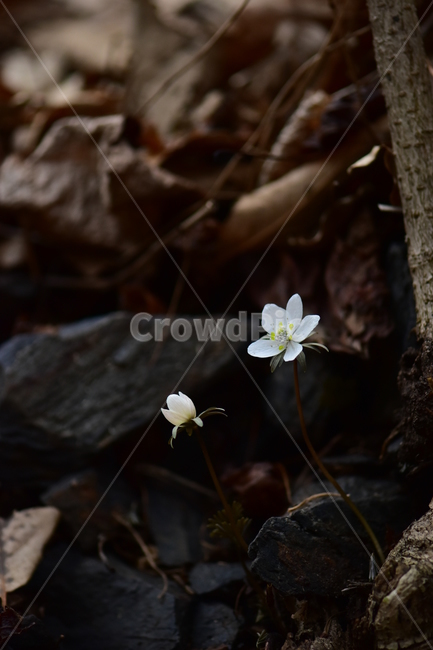 변산바람꽃,야생화,봄,꽃,흰색,자연,식물,식생,봄의전령사,풀꽃,미나리아재비과,plants,nature,spring,season,flower,식물,자연,plants,nature,꽃,flower