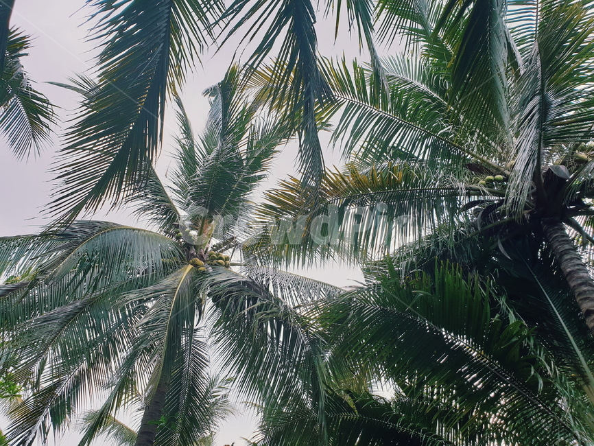 야자수,야자,palm,palmtree,하늘,sky,자연,nature,여름,summer,hot,hotweather,동남아,발리,bali,휴가,vacation