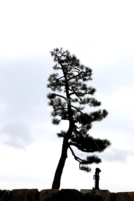나무,공원,나홀로나무,실루엣,하늘,식물,자연,plants,nature,나무,trees,wood