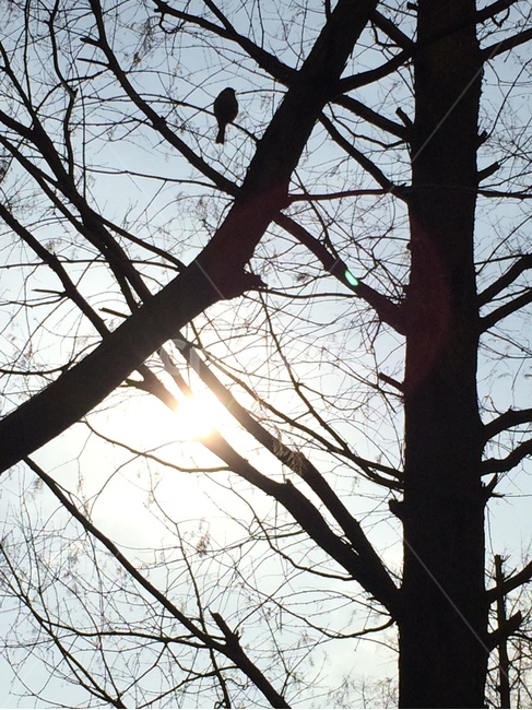 새,한마리새,나무,나무에앉아있는새,bird