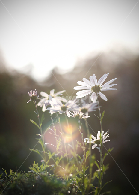 구절초,꽃,가을꽃,식물,국화,식물,자연,plants,nature,꽃,flower,휴식,힐링,rest,relaxation,healing
