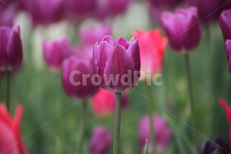 튤립,구근초,백합과,꽃,tulip