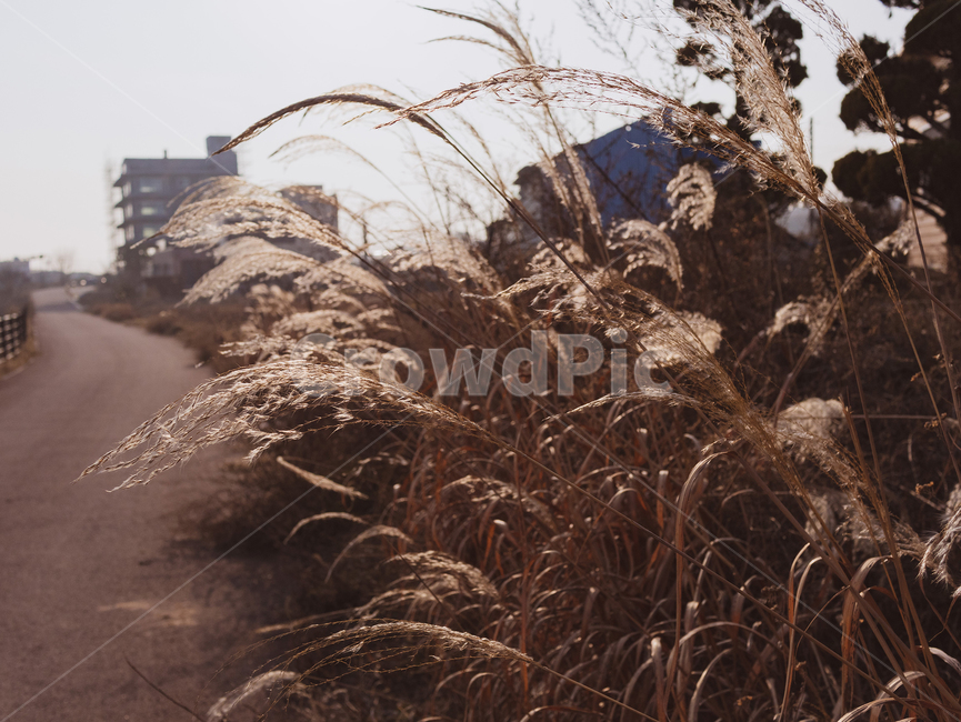 갈대,plant,식물,자연,nature,풍경,야외,grass,lawn,잔디,reed,식물,자연,plants,nature