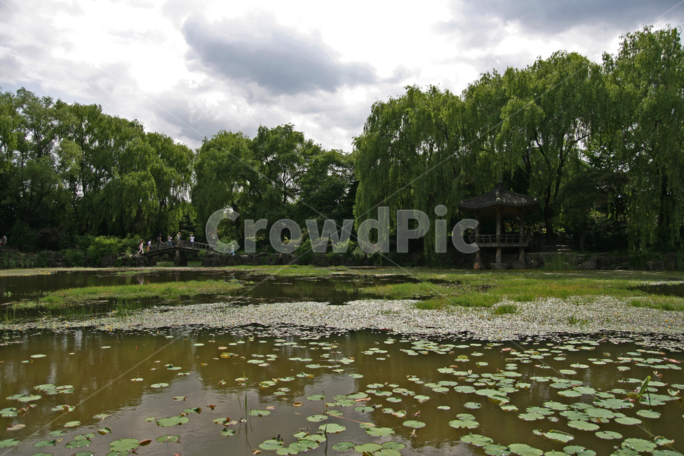 풍경,전경,수목원,나무,연못,자연,풍경,nature,landscape,한국자연풍경,한국자연경관,korea nature landscape,water,물,outdoors,옥외,land,땅,plant,식물