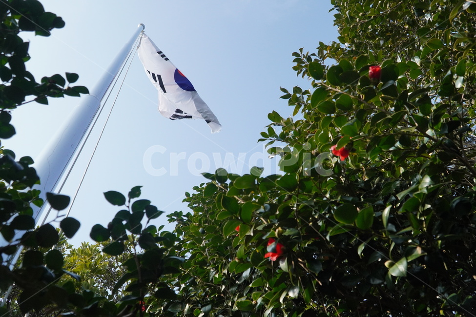 flag,깃발,symbol,상징,republicofkorea,korea,southkorea,대한민국,자연,nature,꽃,하늘,flowr,plant,outdoors,옥외,sky