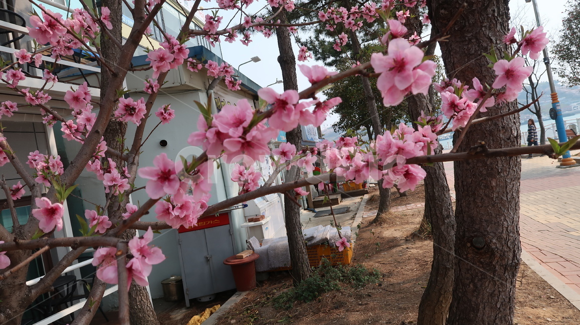 꽃,나무,분홍색,flower,tree,pink