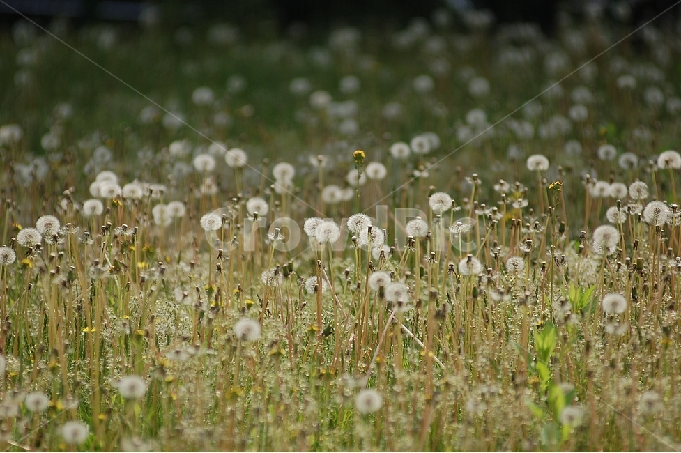 자연,봄,꽃,봄꽃,민들레,홀씨,Nature,spring,봄,계절,spring,season,식물,자연,plants,nature,꽃,flower,plant