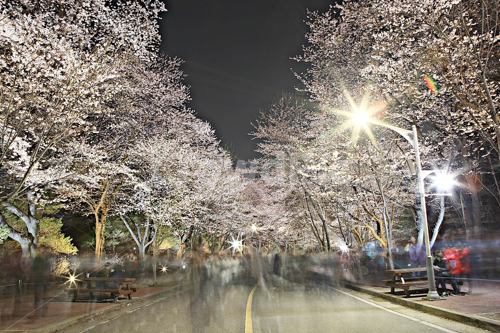 벗꽃,야간벗꽃길,인천대공원,꽃,조명,풍경,자연,배경