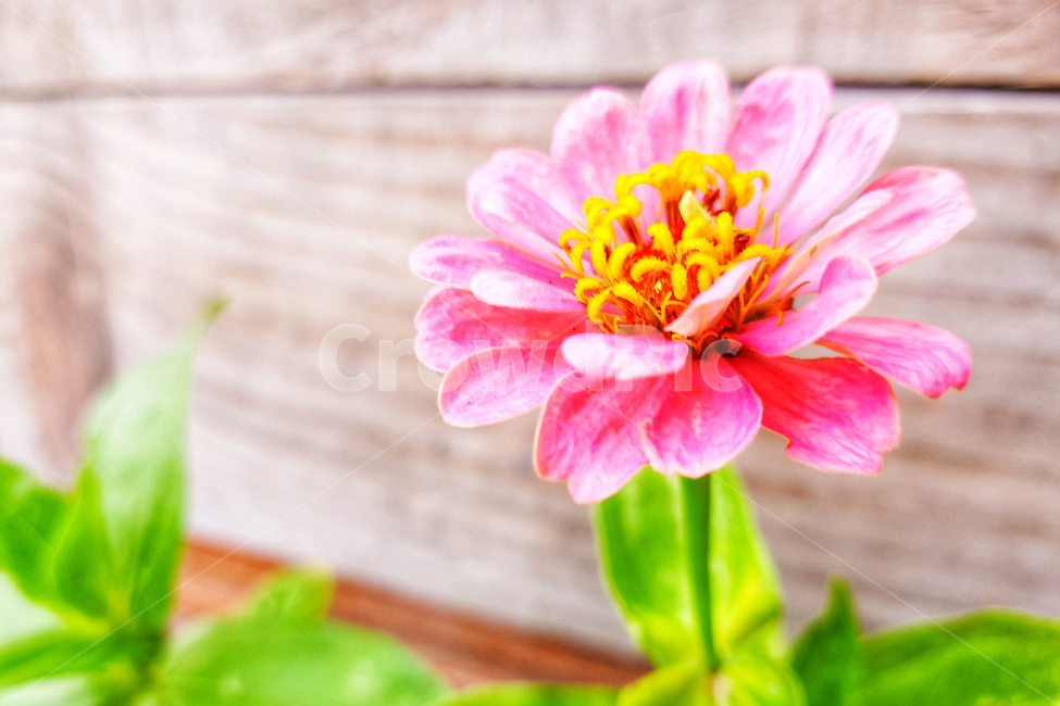 꽃한송이,flower,플라워,분홍색꽃,붉은꽃