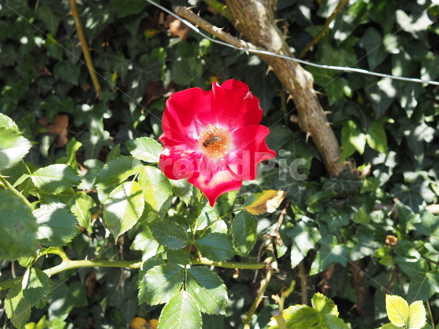 오스트리아,잘츠부르크,마리엔광장근처,빨간꽃,austria,salzburg,nearmariensquare,redflower,식물,자연,plants,nature,꽃,flower