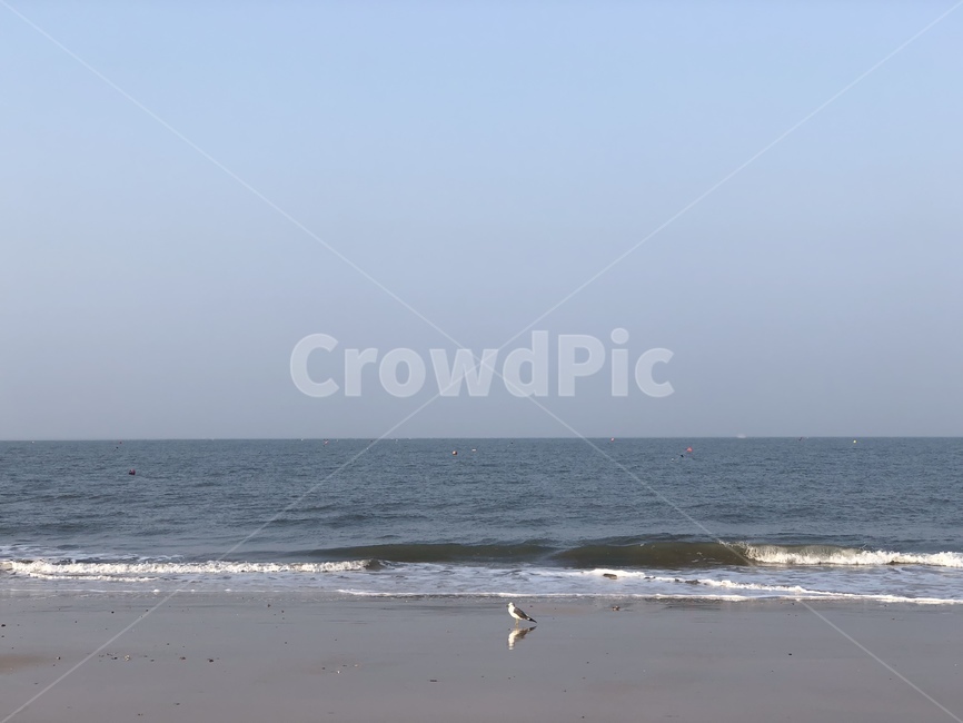 nature,자연,sea,바다,ocean,대양,outdoors,옥외,water,물,갈매기,해변,모래사장,고독한,푸른하늘,백사장,파도,새,조류