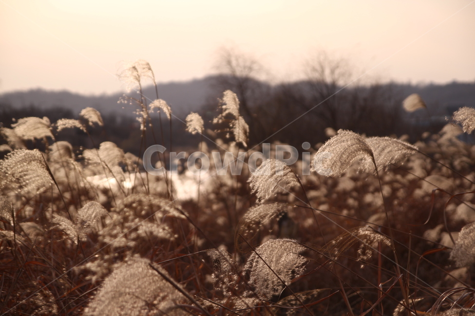 가을,갈대밭,갈대,따듯함,감성,식물,자연,nature,sensible,feeling,가을,계절,fall,autumn,season,자연,풍경,nature,landscape,grass,잔디,plant,lawn,reed