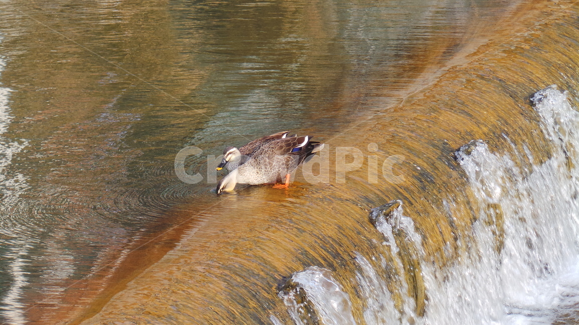 조류,오리,새,동물,duck,동물,animal,조류,새,birds