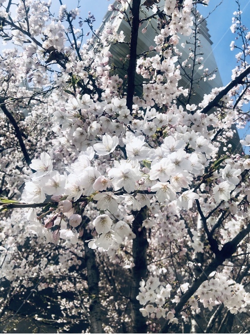 벚꽃,자연스러운벚꽃,벚꽃잎,벚꽃나무,꽃잎