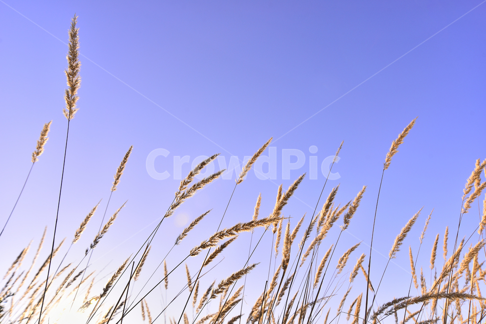 가을,가을배경,들풀,들꽃,야생화,들판,background,season,시즌,계절,야외,옥외,들녘,가을분위기,가을느낌,배경,바탕,백그라운드,green,10월,9월,일년초,식물,grass,목초,잡초,autumn,fall,plant,blossom,가을,계절,fall,autumn,season,자연,풍경,nature,landscape,한국자연풍경,한국자연경관,korea nature landscape,식물,plants,잔디,lawn