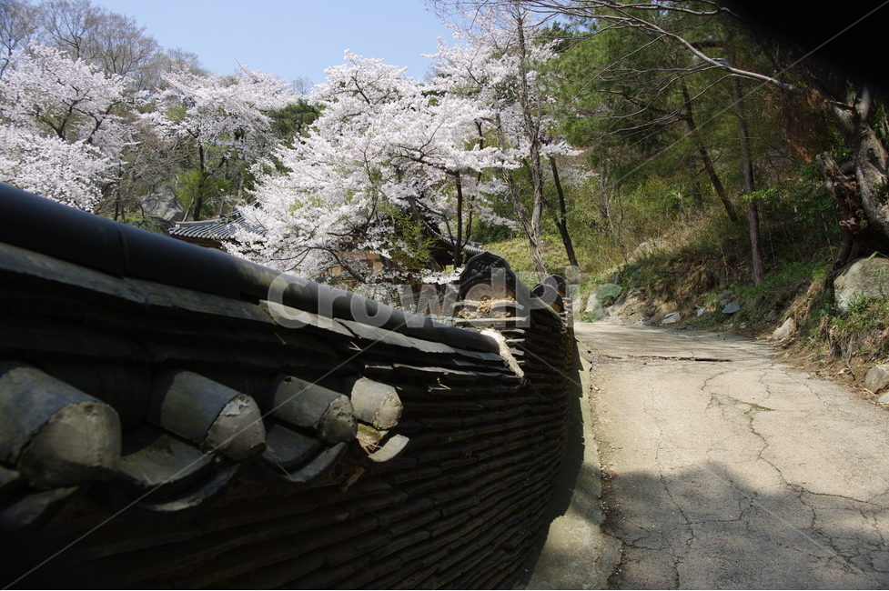 벚꽃,기와,전통,사적지,봄,흰꽃,봄,계절,spring,season,한국전통,한국문화,korean traditional,korean culture,건축물,건물외관,exterior,building,structure,architecture,construction,plant,식물,wood,나무