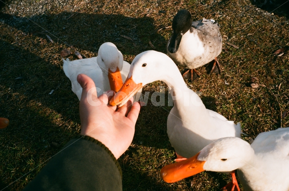 필름,감성,동물,거위,오리,색감,조류,새,birds,신체일부,몸,body