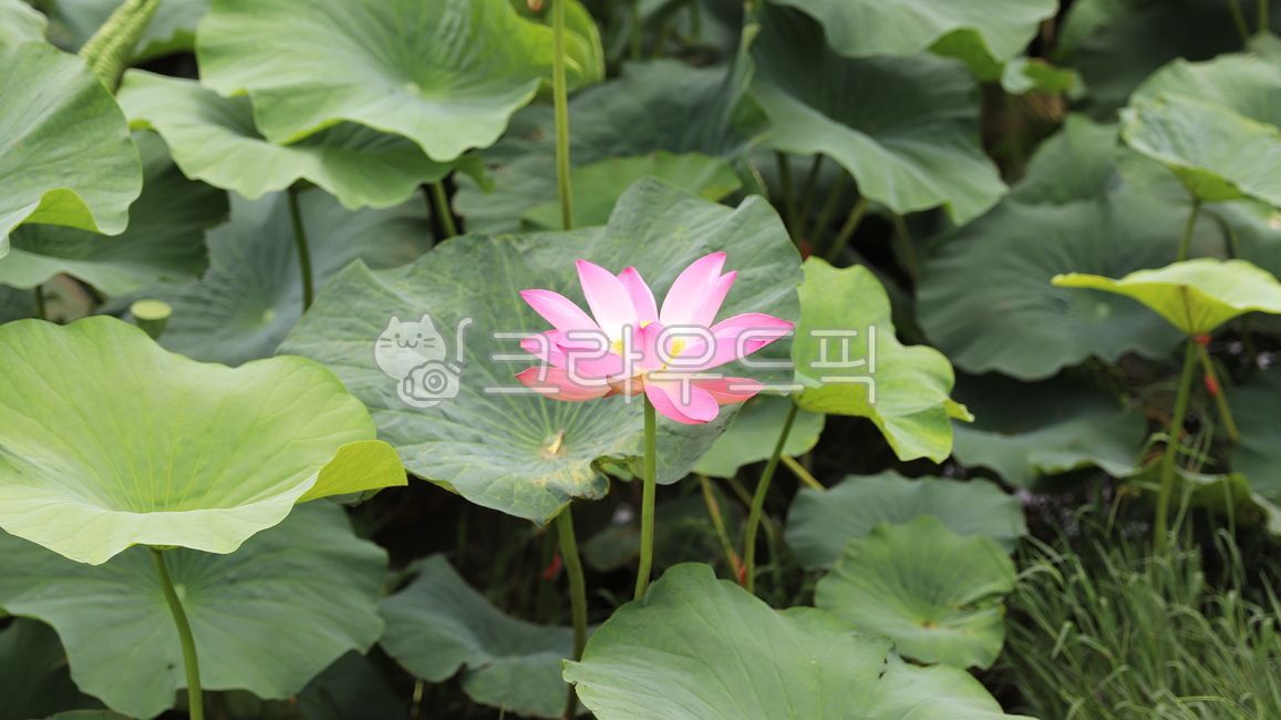 연꽃,연잎,연분홍꽃,분홍꽃,식물,자연,녹색,plant,flower,꽃,blossom