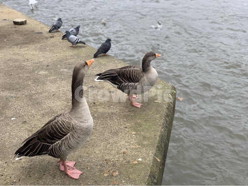 animal,동물,goose,거위,bird,새