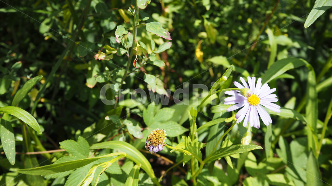 야생화,꽃,식물,자연,옥외,데이지,daisy,wildflower,flower,plant,outdoors,nature,blossom,식물,자연,plants,nature,꽃,flower