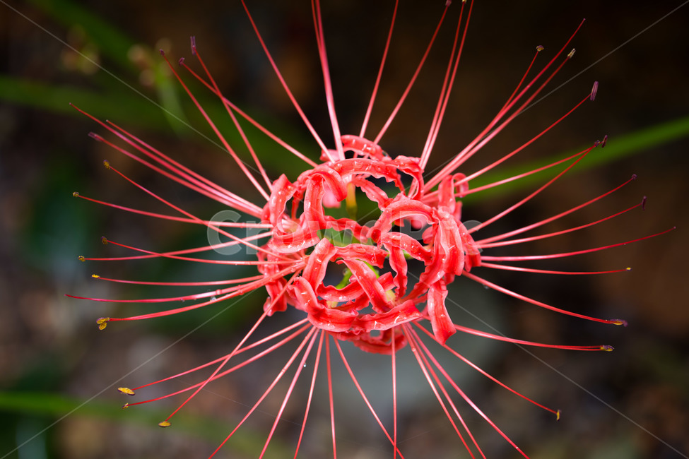 wildflowers,A bunch of flowers,affix,Similarization,flower