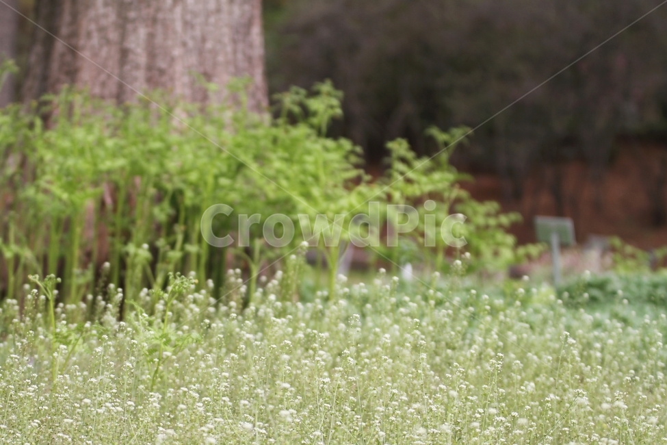 봄꽃,꽃길,봄풍경,식물,자연,감성사진,봄,계절,spring,season,식물,자연,plants,nature,꽃,flower,plant