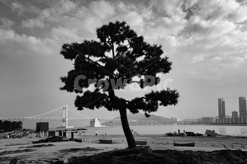 tree,나무,plant,식물,광안리,흑백,모노톤,monochrome,black and white