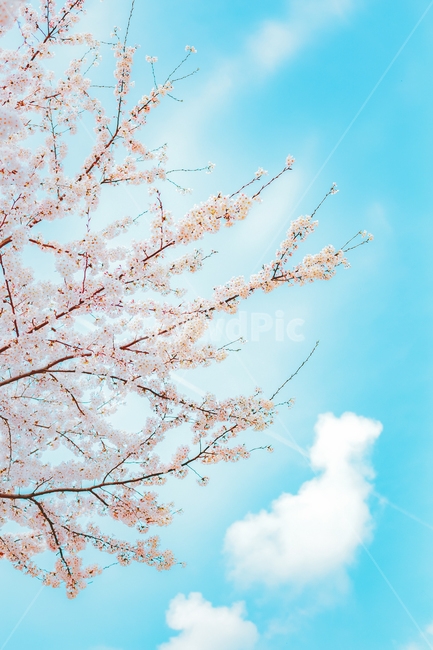 벚꽃,벛꽃,봄꽃,나무,하늘,봄,봄,계절,spring,season,식물,자연,plants,nature,꽃,flower,plant