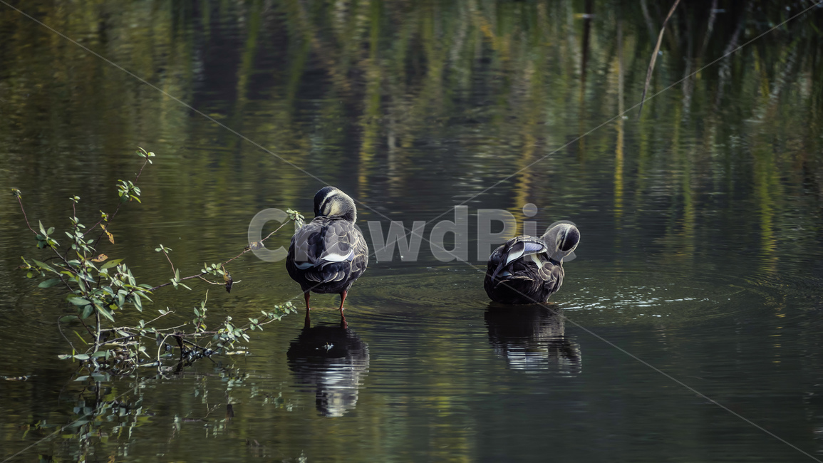 animal,동물,bird,새,waterfowl,물새,오리,동물,animal,조류,새,birds
